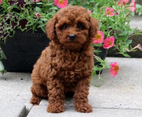 Tiny red toy poodle puppy with soft, curly fur sitting on a concrete step in front of a planter filled with vibrant pink and purple flowers.