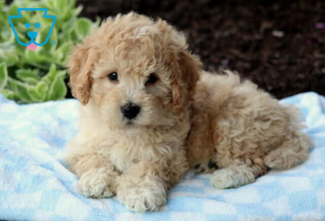 Cream-colored Havapoo puppy with a fluffy, curly coat lying on a soft blue checkered blanket near a garden bed with greenery and soil in the background. image