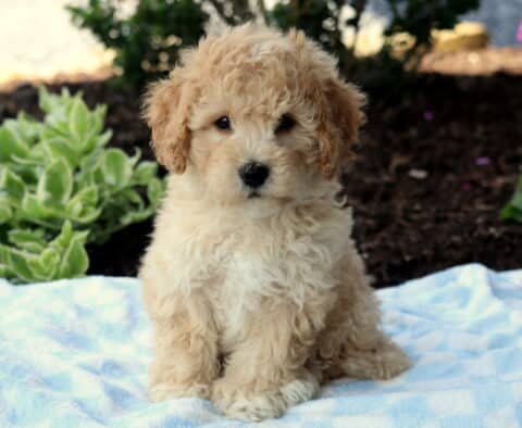 Cream-colored Havapoo puppy with soft curls sitting on a blue checkered blanket in a garden, surrounded by green foliage and pink flowers in the background.