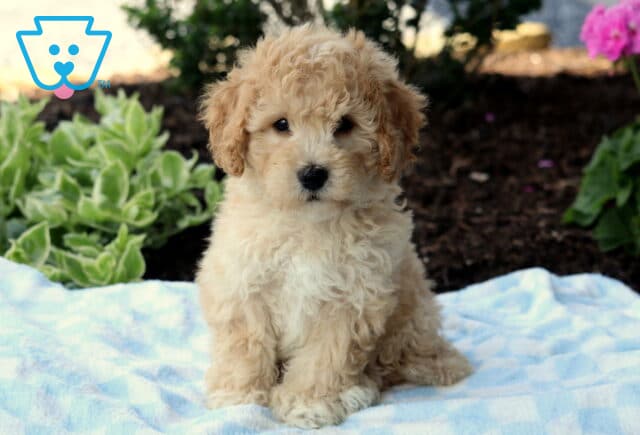 Cream-colored Havapoo puppy with soft curls sitting on a blue checkered blanket in a garden, surrounded by green foliage and pink flowers in the background. image