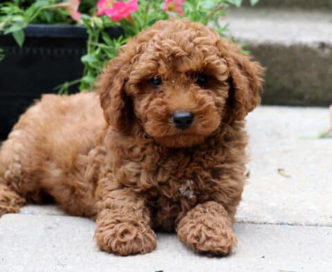 Adorable red toy poodle puppy lying on a concrete step, looking directly at the camera with dark expressive eyes and surrounded by pink flowers in the background.