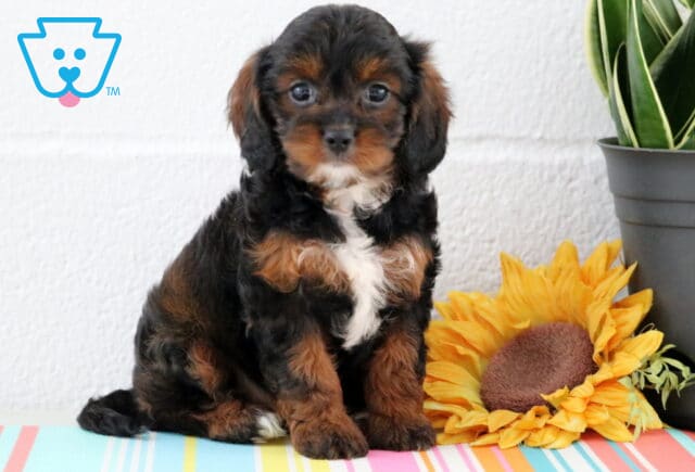 Adorable black and tan Cavapoo puppy with a white chest patch, sitting sweetly in front of a sunflower and potted plant on a striped pastel mat. image