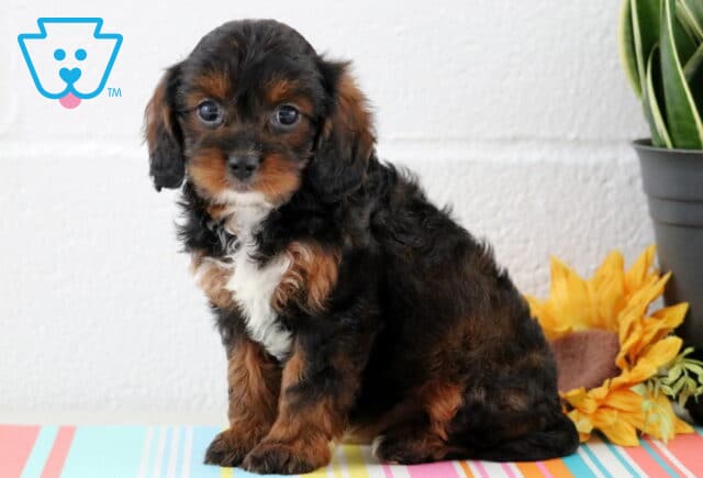 Sweet-faced Cavapoo puppy with rich black and tan fur and a curly white chest, sitting beside a bright sunflower and houseplant on a pastel-striped mat. image