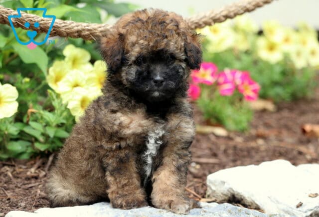 Adorable Toy Poodle puppy with curly, multi-colored brown and black fur sitting on a rock path in front of vibrant yellow and pink flowers. image