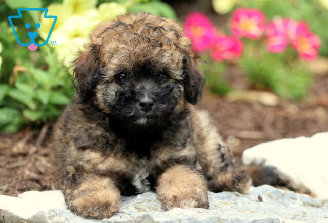 Curly-coated Toy Poodle puppy with a mix of black, brown, and tan fur lying on a stone path in front of blooming pink and yellow flowers. image
