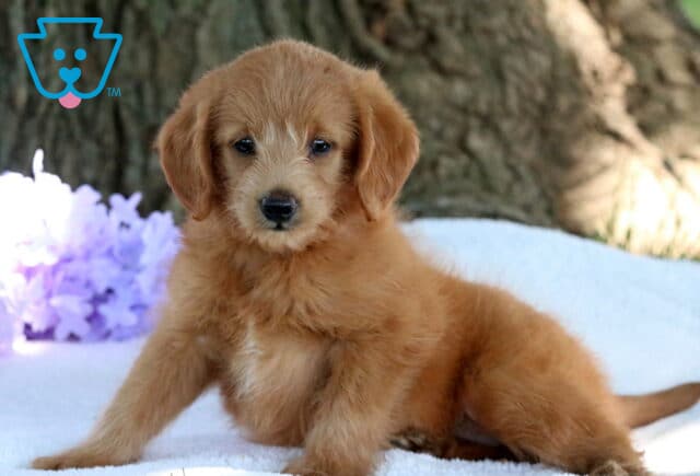 Adorable mini Labradoodle puppy with a soft reddish-brown coat sitting on a white blanket outdoors, with light purple flowers and a tree trunk in the background. image