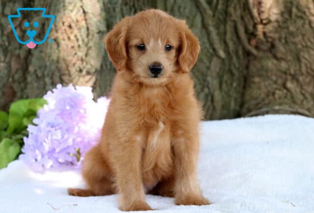 Fluffy mini Labradoodle puppy with a reddish coat sitting attentively on a white blanket, with purple hydrangea flowers and a tree trunk in the background. image