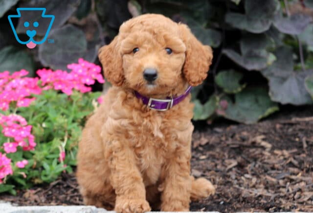 Fluffy Mini Goldendoodle puppy with a curly apricot coat and purple collar, sitting on mulch in front of bright pink flowers and green leafy plants. image