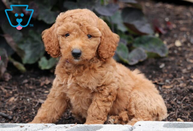 Mini Goldendoodle puppy with a curly apricot coat sitting on mulch in a garden, looking sweetly at the camera with green leafy plants in the background. image