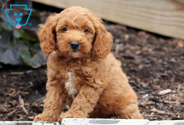 Adorable Mini Goldendoodle puppy with a fluffy apricot coat and a white patch on its chest, sitting on mulch in front of a wooden border and leafy plants. image