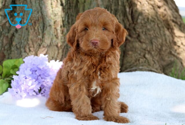 Curly red mini Labradoodle puppy with hazel eyes and a small white patch on its chest sitting on a white blanket, with light purple flowers and a large tree trunk in the background. image