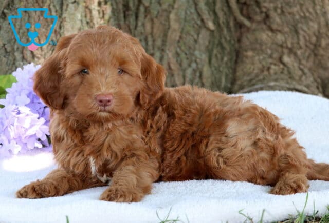 Relaxed red mini Labradoodle puppy with wavy fur and a white chest patch lying on a white blanket, with purple flowers and a large tree trunk in the background. image