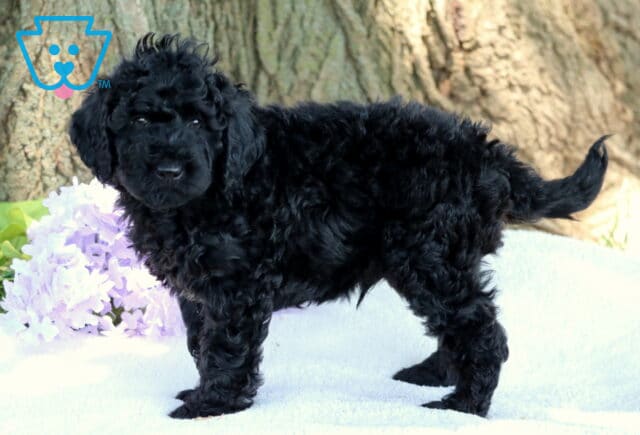 Curly-coated black mini Labradoodle puppy standing on a white blanket outdoors, with its tail raised and light purple flowers and a large tree trunk in the background. image