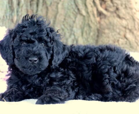 Curly black mini Labradoodle puppy lying down on a white blanket with light purple flowers and a large tree trunk in the background, looking calm and cozy.