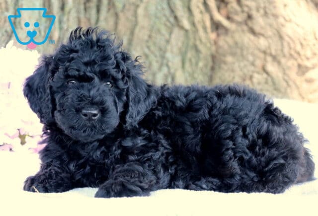 Curly black mini Labradoodle puppy lying down on a white blanket with light purple flowers and a large tree trunk in the background, looking calm and cozy. image
