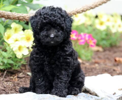 Fluffy black Toy Poodle puppy with curly fur sitting on a stone path, surrounded by bright yellow and pink flowers in a garden setting.