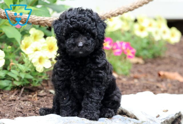 Fluffy black Toy Poodle puppy with curly fur sitting on a stone path, surrounded by bright yellow and pink flowers in a garden setting. image