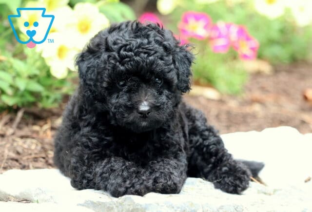 Curly black Toy Poodle puppy lying down on a stone surface with colorful flowers blooming in the background. image
