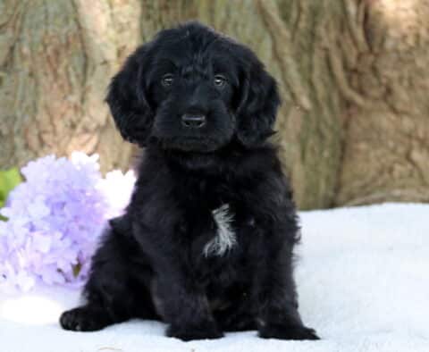 Sweet black mini Labradoodle puppy with a small white patch on its chest sitting on a white blanket, surrounded by light purple flowers and a large tree trunk in the background.