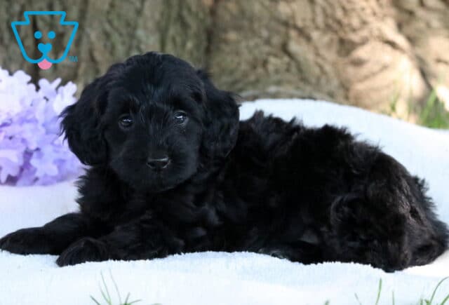 Adorable black Mini Labradoodle puppy lying on a white blanket outdoors with a tree trunk and purple flowers in the background. image