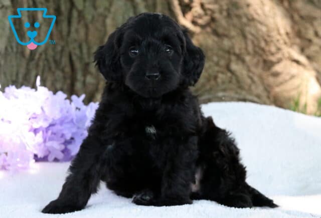 Fluffy black Mini Labradoodle puppy sitting on a white blanket in front of a tree, with light purple flowers in the background. image