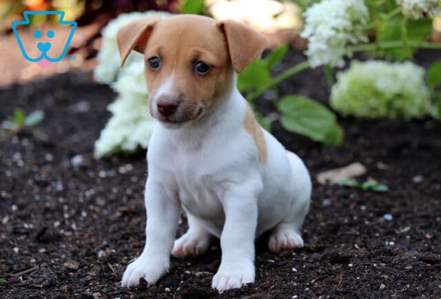 Sweet Jack Russell puppy with tan and white markings sitting on dark garden soil, surrounded by white hydrangea blooms and green leaves in the background. image