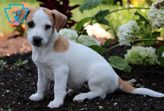White Jack Russell puppy with tan patches sitting on garden soil, surrounded by blooming white hydrangeas and green foliage. image