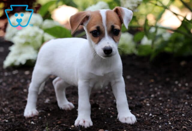 Alert Jack Russell puppy with a mostly white coat and tan markings on its face standing on soil, with blooming white flowers and green foliage in the background. image