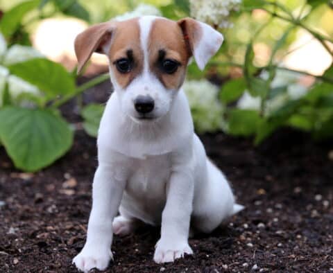 Adorable Jack Russell puppy with a white coat and tan markings on its face sitting on soil, surrounded by green leaves and blooming white flowers.