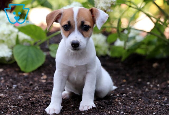 Adorable Jack Russell puppy with a white coat and tan markings on its face sitting on soil, surrounded by green leaves and blooming white flowers. image