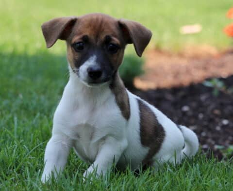 Tricolor Jack Russell puppy with a white body, brown and black facial markings, and perky ears lying on green grass beside a garden bed.
