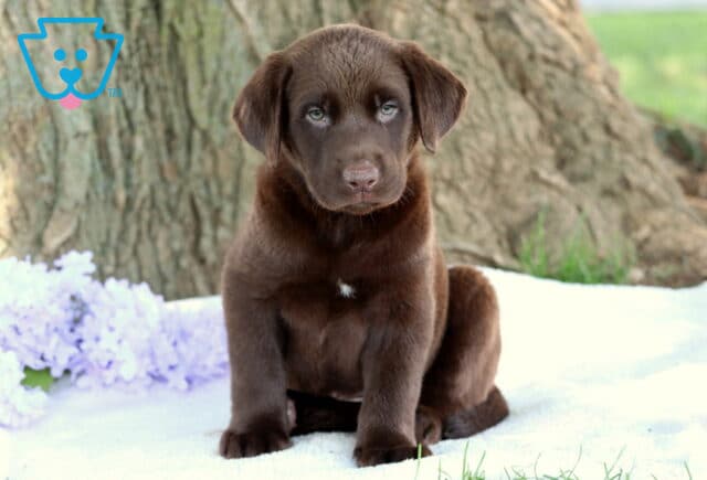 Chocolate Lab puppy with soft fur, pale greenish-blue eyes, and a small white patch on its chest sitting on a white blanket, with purple flowers and a large tree trunk in the background. image