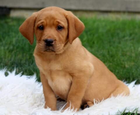 Adorable Fox Red Labrador puppy sitting on a fluffy white rug outside, looking sweet and gentle with soulful eyes.