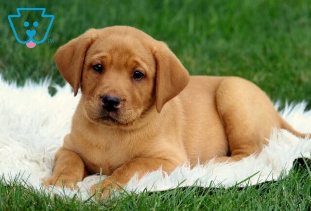 Charming Fox Red Lab puppy laying on a white fluffy rug in the grass, gazing sweetly at the camera with a soft, expressive face. image