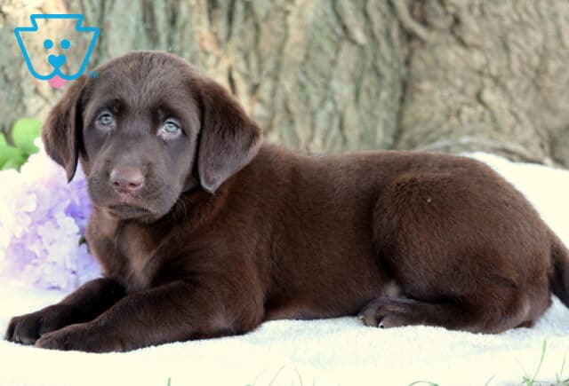 Adorable chocolate Lab puppy with soft fur and light blue eyes lying down on a white blanket, with purple flowers and leafy greens near a tree trunk in the background. image