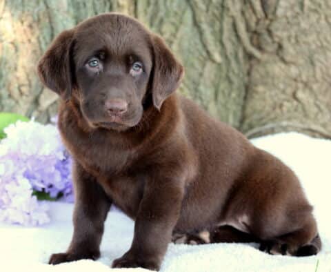 Sweet chocolate Lab puppy with soft brown fur and light blue eyes sitting on a white blanket, with purple flowers, green leaves, and a large tree trunk in the background.