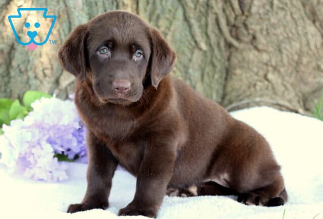 Sweet chocolate Lab puppy with soft brown fur and light blue eyes sitting on a white blanket, with purple flowers, green leaves, and a large tree trunk in the background. image