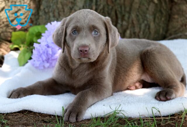 Silver Labrador Retriever puppy with a velvety gray coat and icy blue eyes lying on a white blanket, next to purple flowers and green leaves by a large tree trunk. image