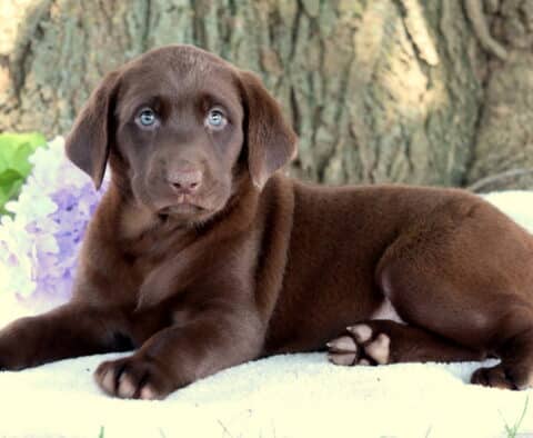 Chocolate Lab puppy with bright blue eyes lying comfortably on a white blanket, with light purple flowers and green leaves near a large tree trunk in the background.