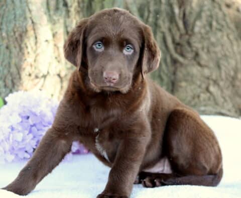 Chocolate Lab puppy with soft fur and pale blue eyes sitting slightly tilted on a white blanket, with light purple flowers and a large tree trunk in the background.