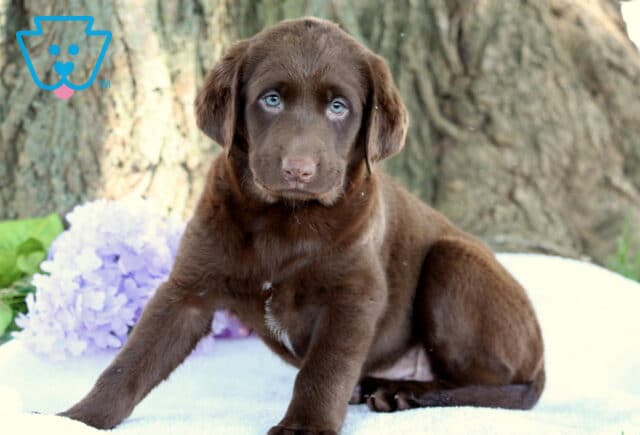 Chocolate Lab puppy with soft fur and pale blue eyes sitting slightly tilted on a white blanket, with light purple flowers and a large tree trunk in the background. image
