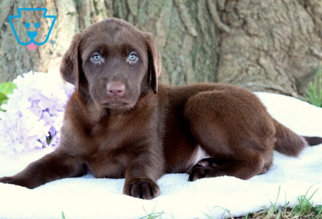 Chocolate Labrador Retriever puppy with striking blue eyes lying on a white blanket, with light purple flowers and a large tree trunk in the background. image