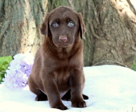Chocolate Labrador Retriever puppy with light blue eyes sitting on a white blanket in front of a tree trunk, with light purple flowers and green leaves in the background.