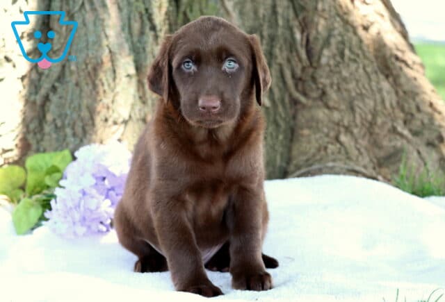 Chocolate Labrador Retriever puppy with light blue eyes sitting on a white blanket in front of a tree trunk, with light purple flowers and green leaves in the background. image