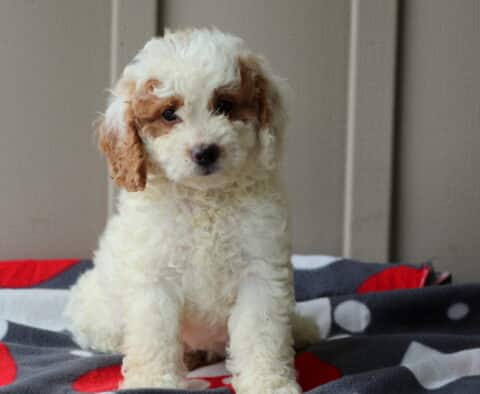 Cream-colored mini Goldendoodle puppy with apricot markings on the ears and around the eyes sits alertly on a red and gray paw print blanket, looking sweet and gentle.