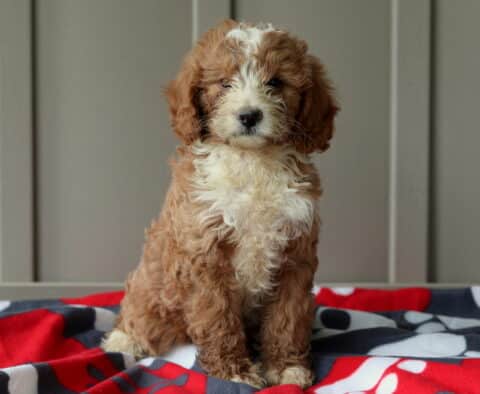 Fluffy mini Goldendoodle puppy with curly apricot and white fur sits on a red, black, and gray blanket, looking directly at the camera with a calm expression.