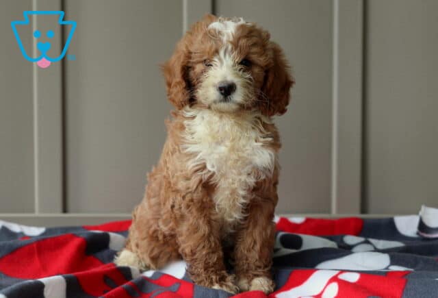 Fluffy mini Goldendoodle puppy with curly apricot and white fur sits on a red, black, and gray blanket, looking directly at the camera with a calm expression. image
