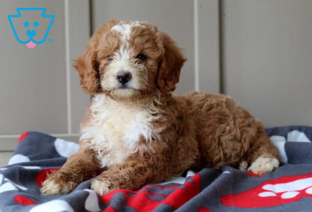 Mini Goldendoodle puppy with a curly apricot and white coat lying down on a soft red and gray paw print blanket, gazing off to the side. image