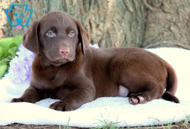 Chocolate Labrador Retriever puppy resting on a white blanket with light green leaves and purple flowers beside it, and a large tree trunk in the background. image