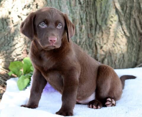 Chocolate Lab puppy sitting upright on a white blanket with a curious expression, next to light green leaves and purple flowers, with a large tree trunk in the background.